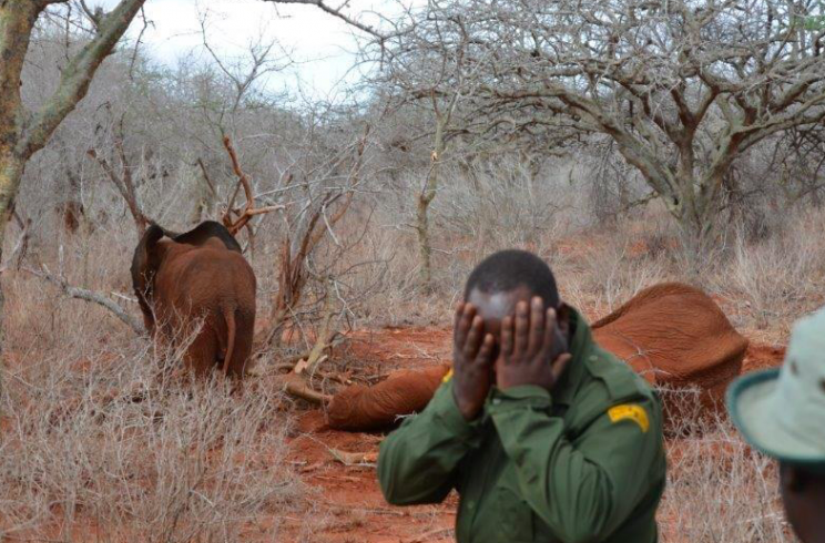 The baby elephant wouldn't leave her dead mother's side (DSWT)