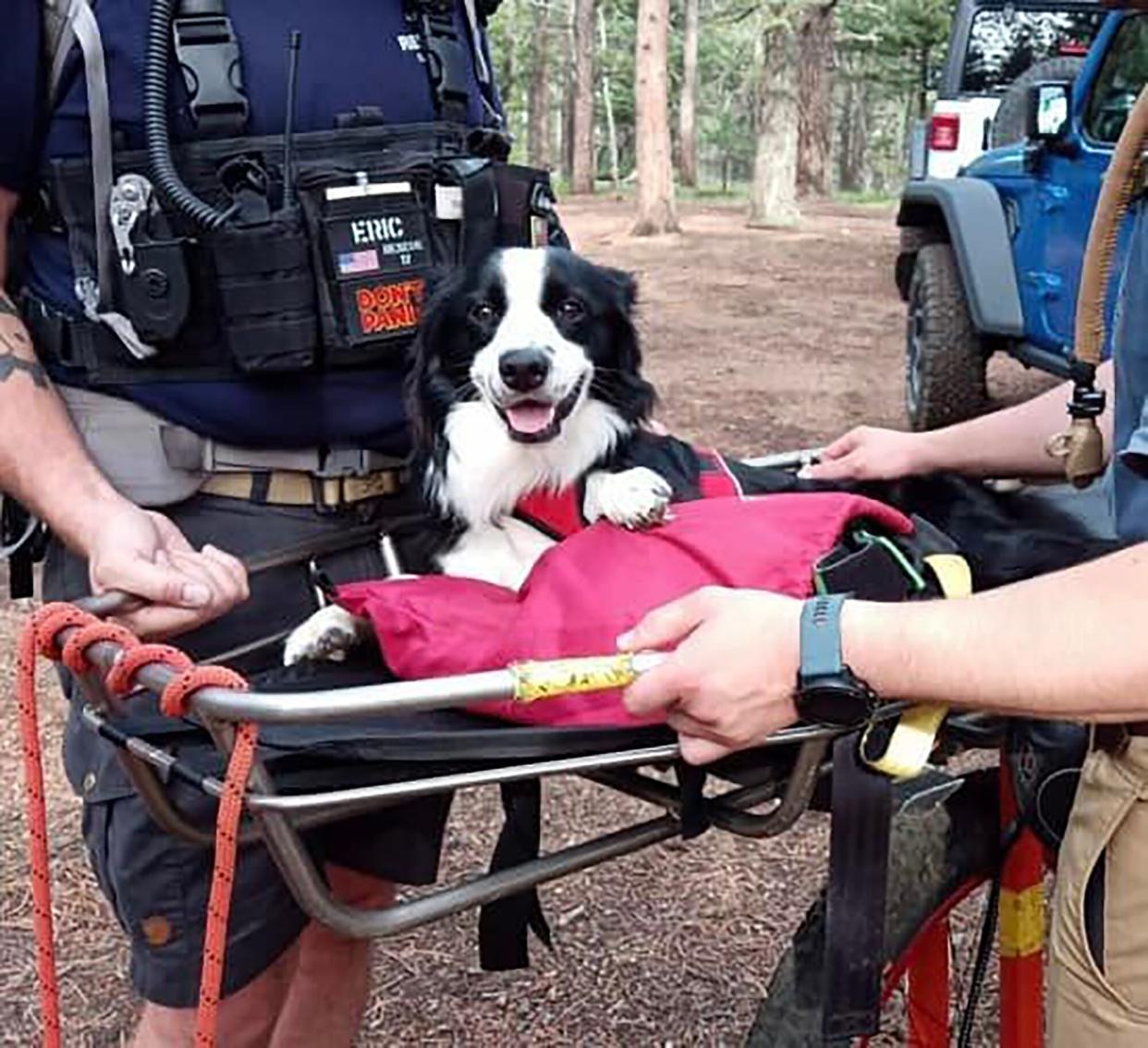 dog rescued from hike. El Paso County Search and Rescue