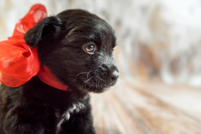The Best Way to Surprise Someone with a Puppy for Christmas