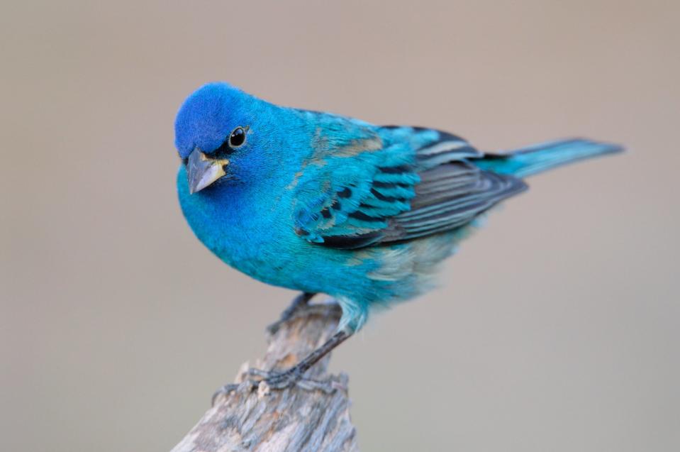 indigo bunting