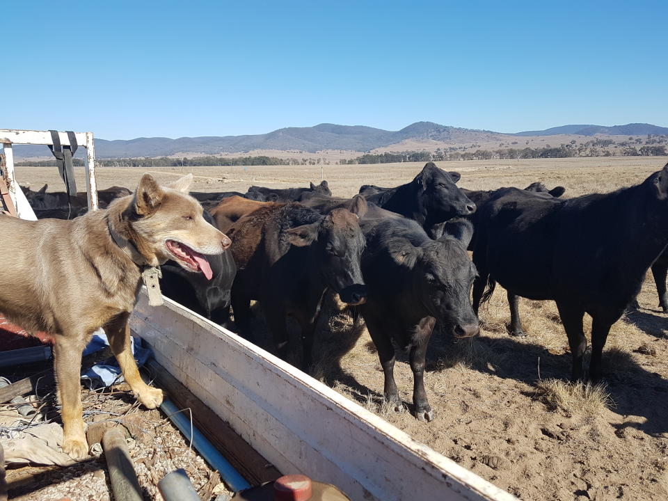  A cattle dog stands in the back of a ute, while cattle stand in a bare paddock.