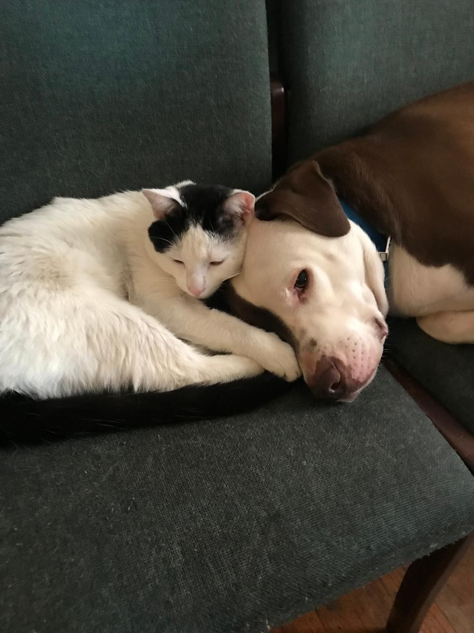 Blue, the dog who rescued a baby from a house fire, snuggled up with Smokey, the family cat.