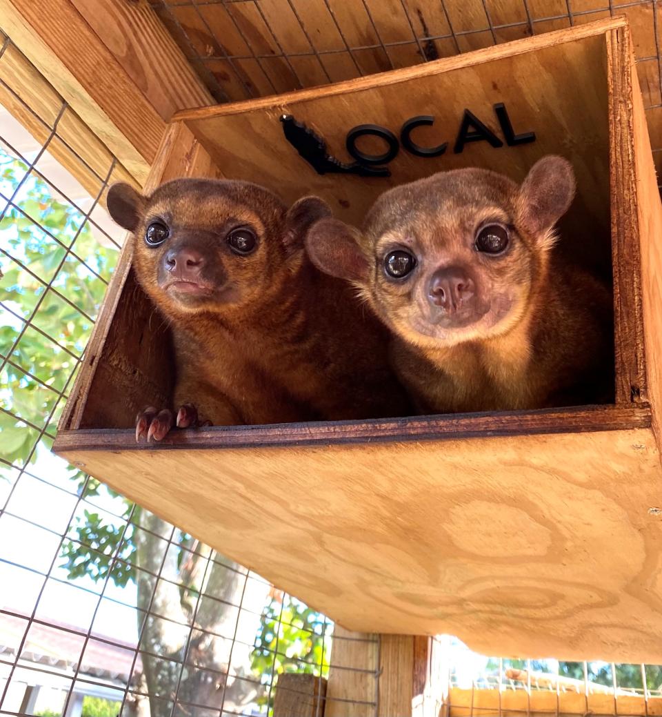 Winnie and Chloe the kinkajous (Collect/PA Real Life)