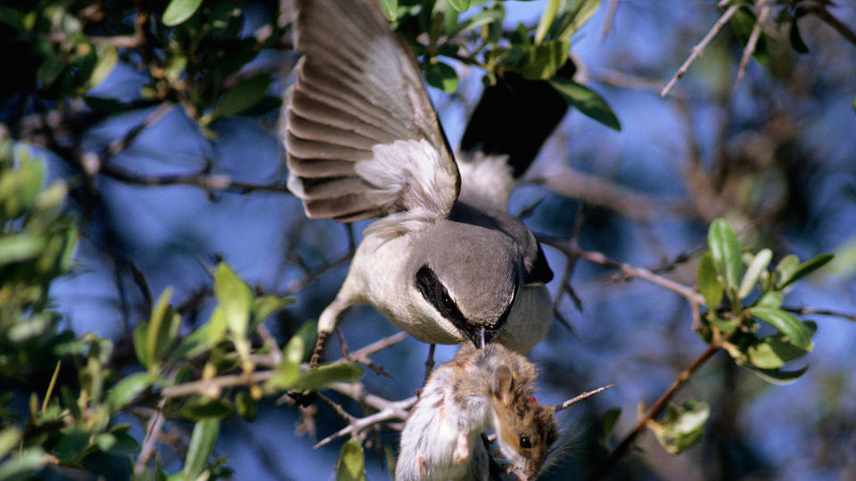 Loggerhead shrike (Lanius ludovicianus) impaling a dead deer mouse (Peromyscus maniculatus) on a thorny bush, prairie grasslands.