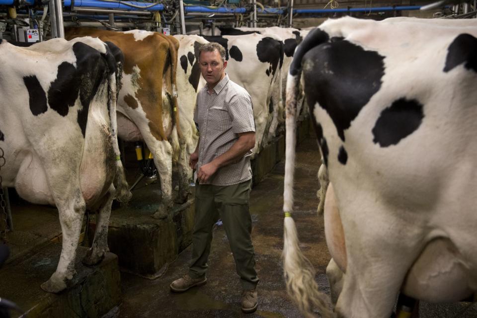 FILE - In this Thursday, June 16, 2016, dairy farmer Robert Warnock, who plans to vote this week for Britain to leave the EU, stands with his Holstein Friesian cattle as they are milked in a milking parlour on Capel Church Farm, in the village of Capel-le-Ferne, near Folkestone, south east England. Britain and the European Union have struck a provisional free-trade agreement that should avert New Year chaos for cross-border traders and bring a measure of certainty for businesses after years of Brexit turmoil. (AP Photo/Matt Dunham, File)