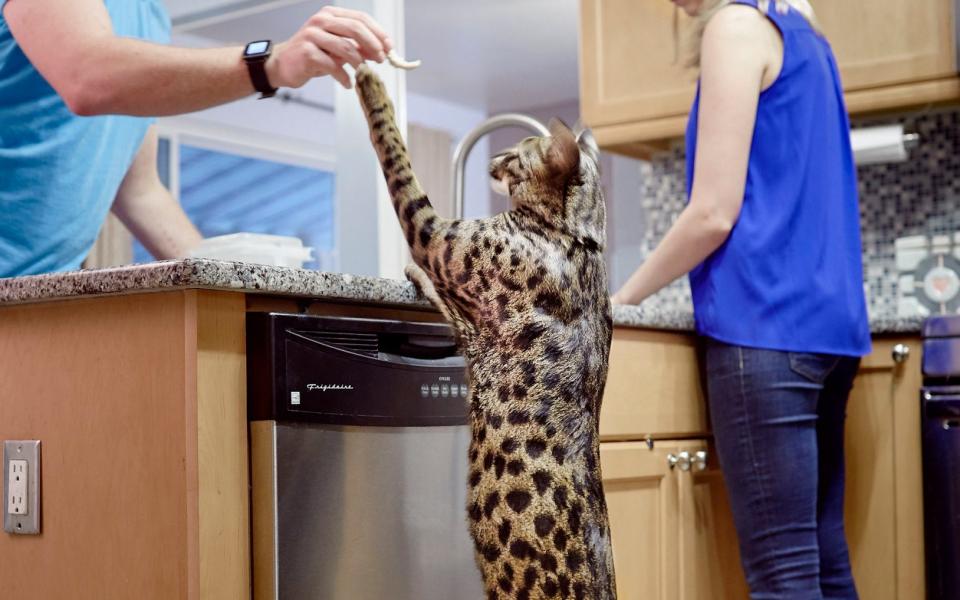 Guinness World Records 2018: Arcturus is the tallest domestic cat ever - PA