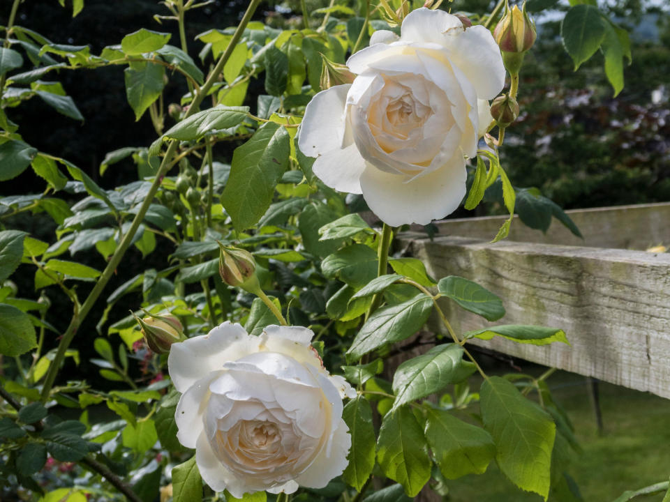 'Claire Austin' climbing rose