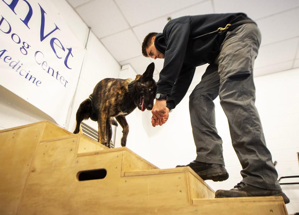 Warrington Police Officer Corey Fox, with his K-9 Abby, works on strengthening the dog's core and hind end, during a training session at the Penn Vet Working Dog Center, in Philadelphia, on Monday, April 3, 2023.