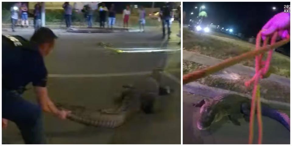 A Tampa police officer wrangles an alligator in the middle of the street.