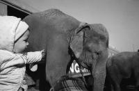 <p>Three-year-old Bruce Nathan of the Bronx, New York watches elephant come down ramp of train as Ringling Brothers and Barnum and Bailey Circus arrives in New York on March 31, 1965. Scene was at Bronx freight yards. (AP Photo/BC) </p>