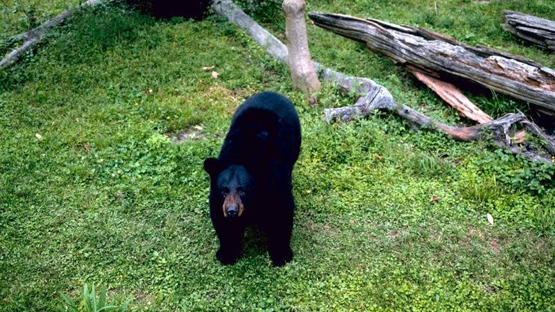 A Louisiana black bear stares at the camera.