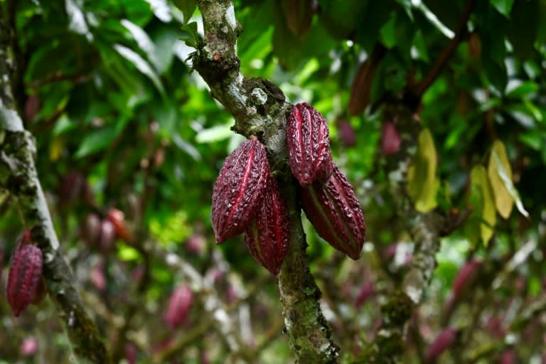 Las ramas de un árbol del cacao aparecen repletas de frutos el 12 de junio de 2024 en una granja de Buena Fe Cantón, en la provincia de Los Ríos, en el centro de Ecuador (Marcos Pin)