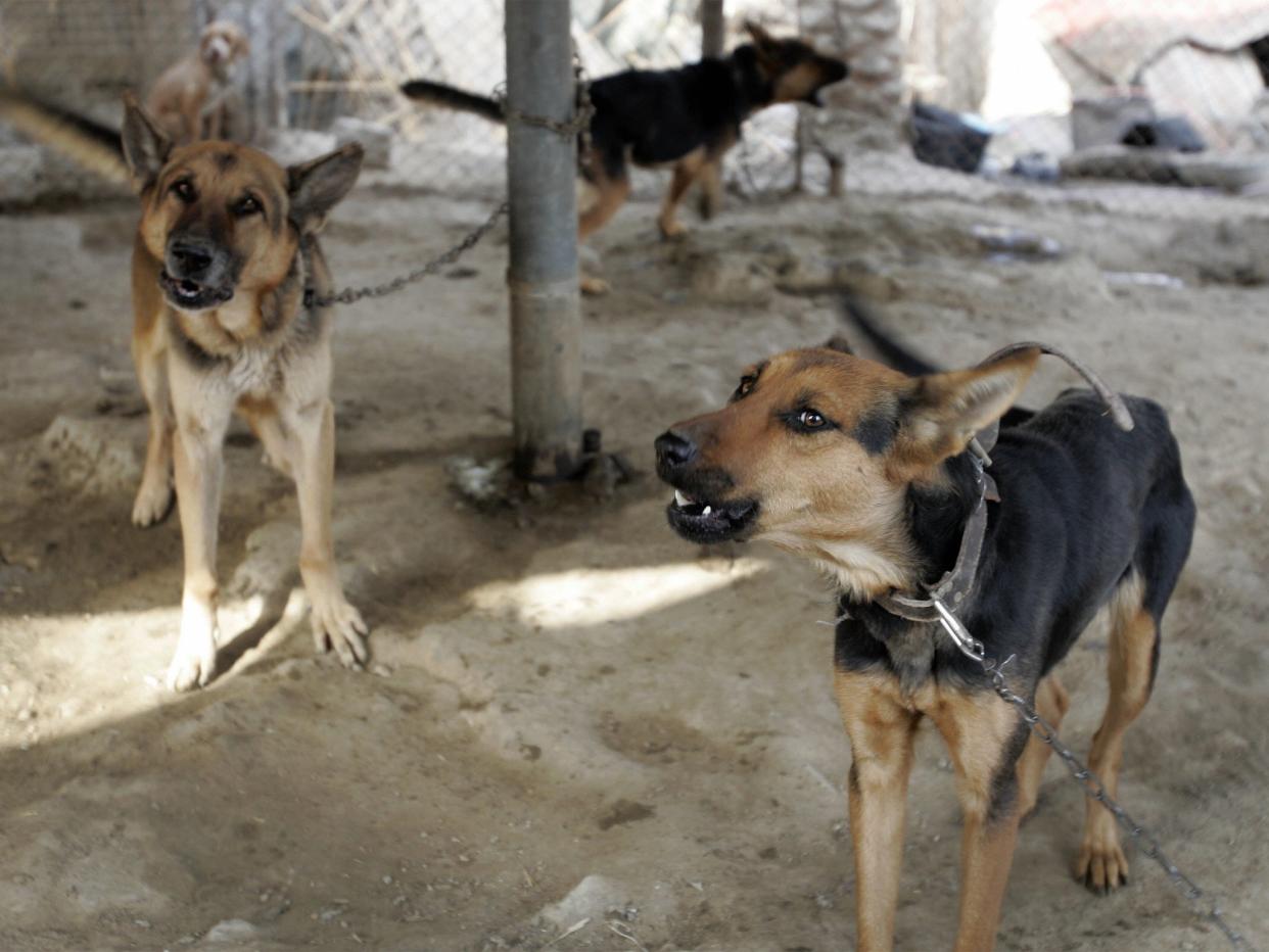 File: Dozens of contracted dogs working with the US military were left behind in Afghanistan amid the hasty pullout (AFP via Getty Images)