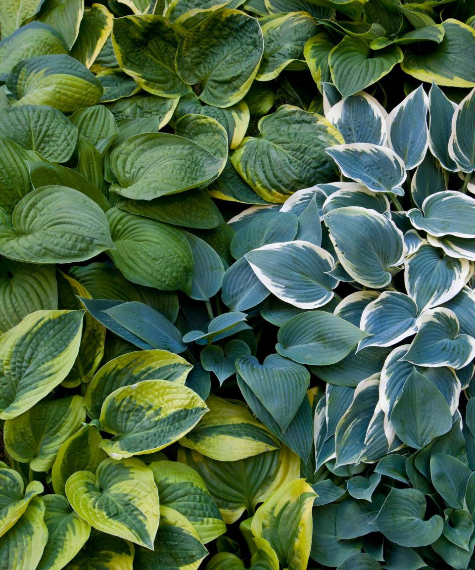 variety of hosta leaves