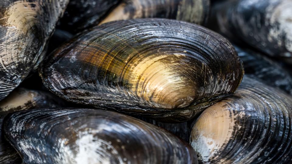 FRESHWATER PEARL MUSSEL: 250+ YEARS OLD