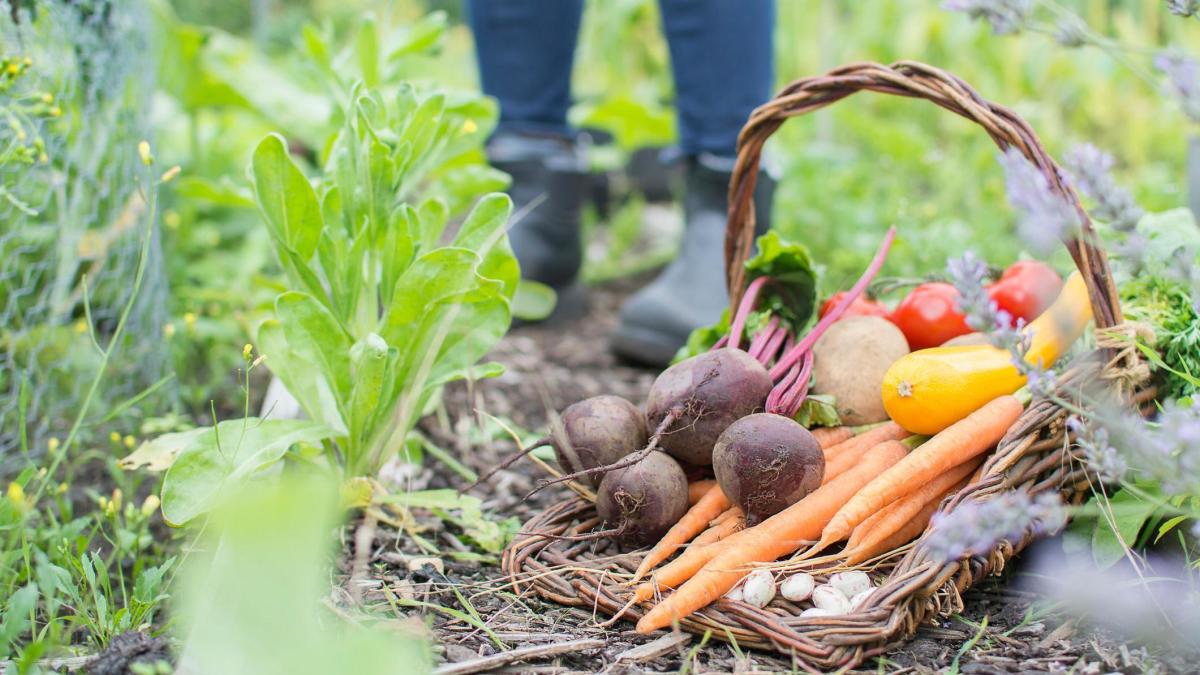 Council re-submits plan to move 78 allotments