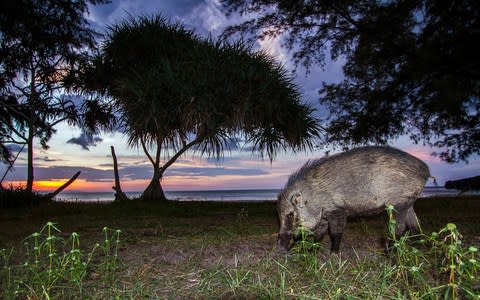 A wild boar in Tarutao National Park - Credit: iStock