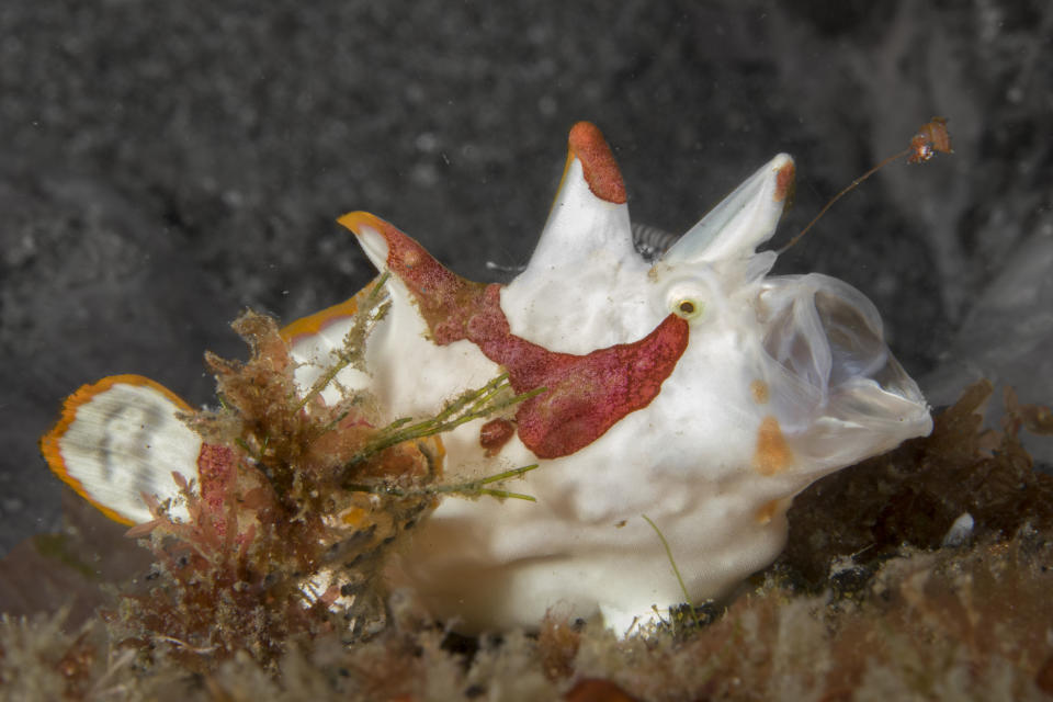 Juvenile warty frogfish feeds