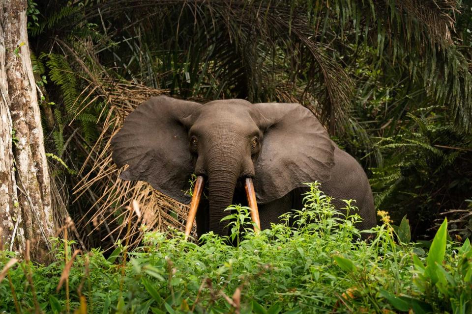 African Forest Elephant Loxodonta In Loango National Park In Gabon