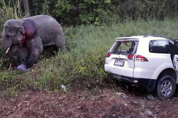 six-people-elephant-killed-crash-thailand