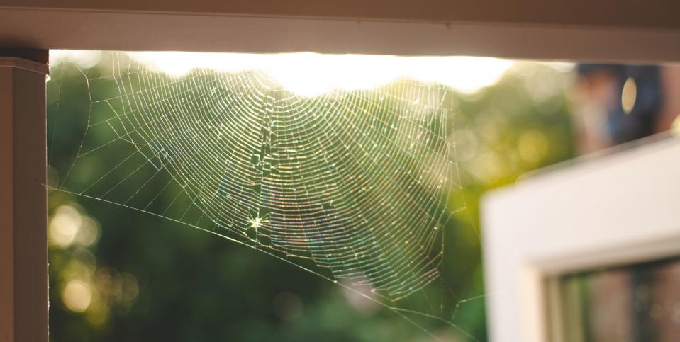 spider proof home, cobwebs in door frame