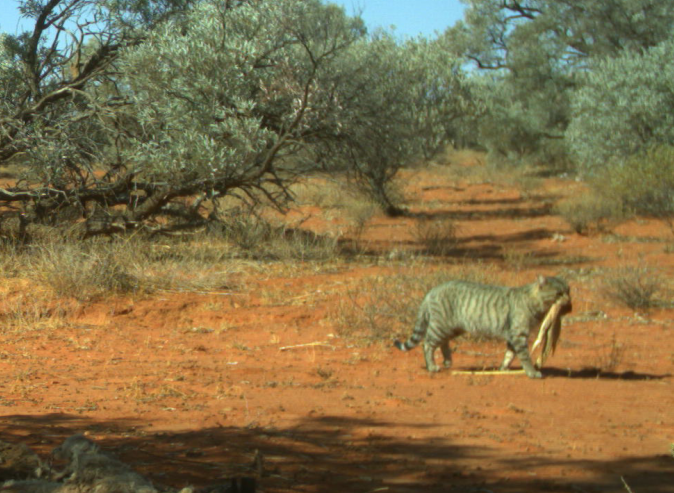A large feral cat pictured carrying a sand goanna in Simpson Desert.