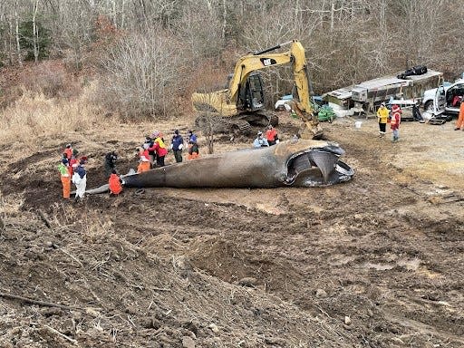 A team of marine mammal experts perform a necropsy on dead juvenile right whale, catalog number 5120, on Martha's Vineyard in February. NOAA Fisheries permit #24539