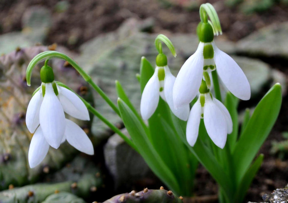 Snowdrop flowers