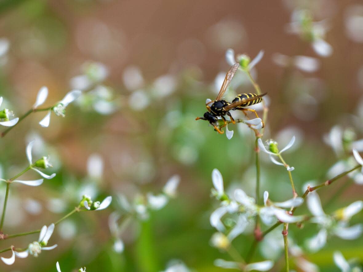 Restaurants are dealing with an influx of wasps disrupting their patios.  (Francis Ferland/CBC - image credit)