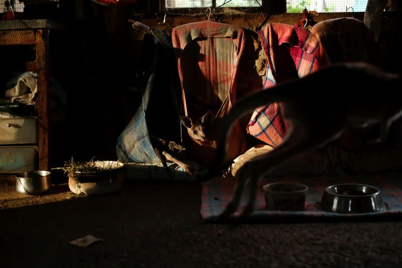 The Wider Image: At home with couple who saved baby kangaroos from the fires