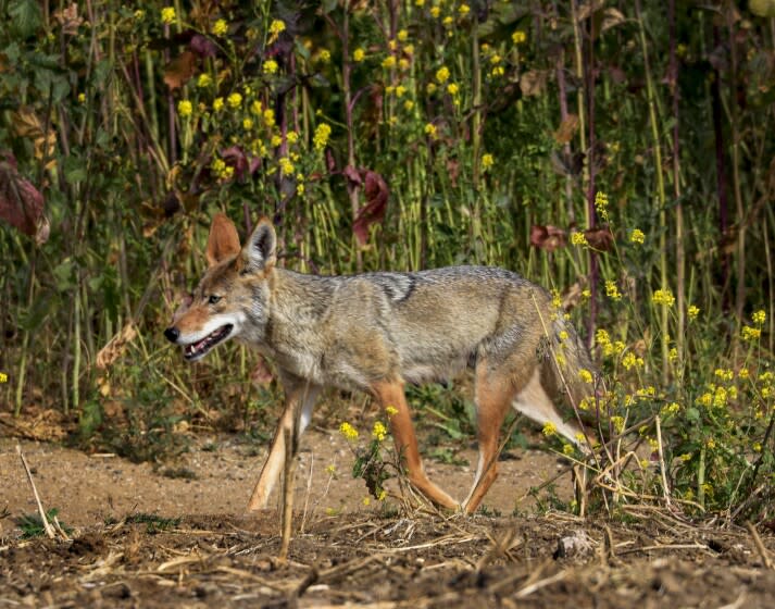 A file photo shows a coyote patrolling his turf in Fairview Park in Costa Mesa