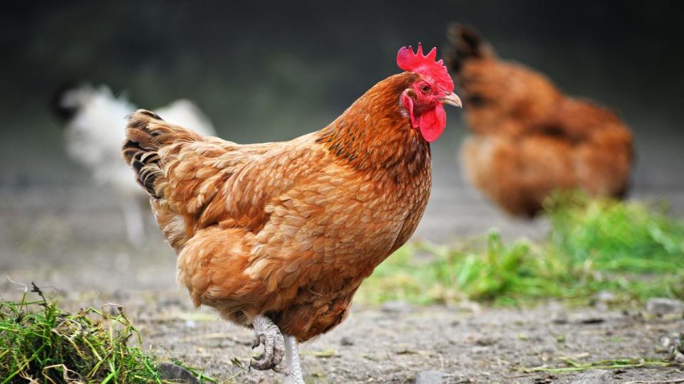 Chickens on traditional free range poultry farm