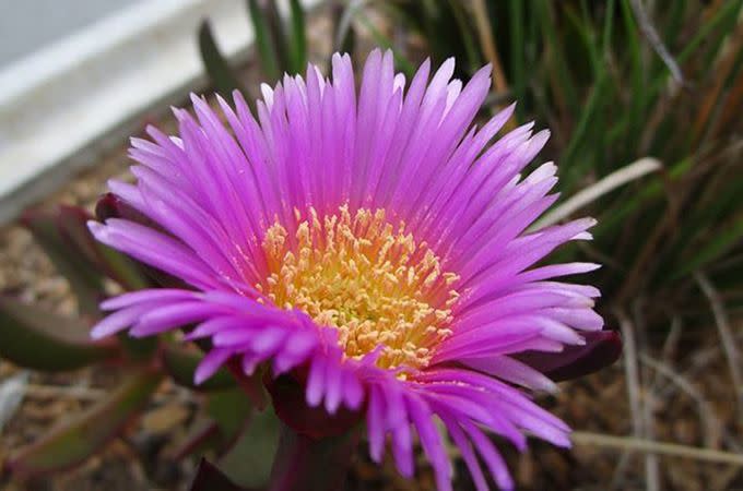 One of the vibrant wildflowers. Photo: Aiden Turner