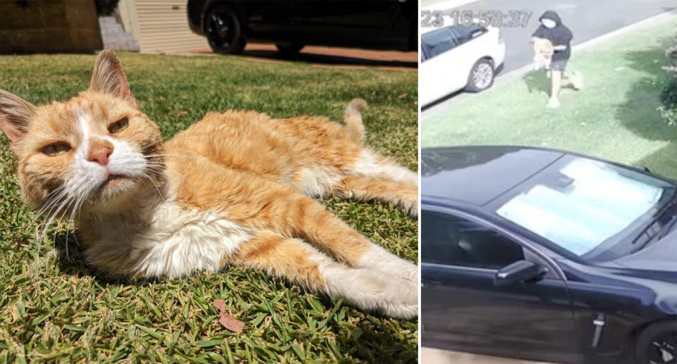 Brandy, a ginger cat, lies on the grass outside her family's home in Glenwood.