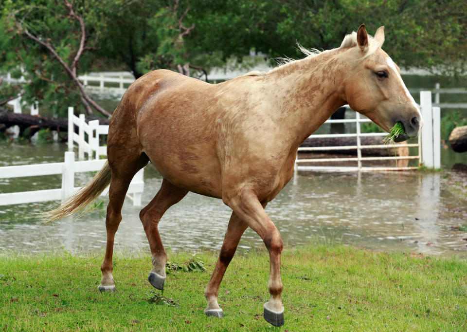 An escaped horse moves about near the floodwater caused by Hurricane Florence in Lumberton, North Carolina, U.S. September 16, 2018. REUTERS/Jason Miczek