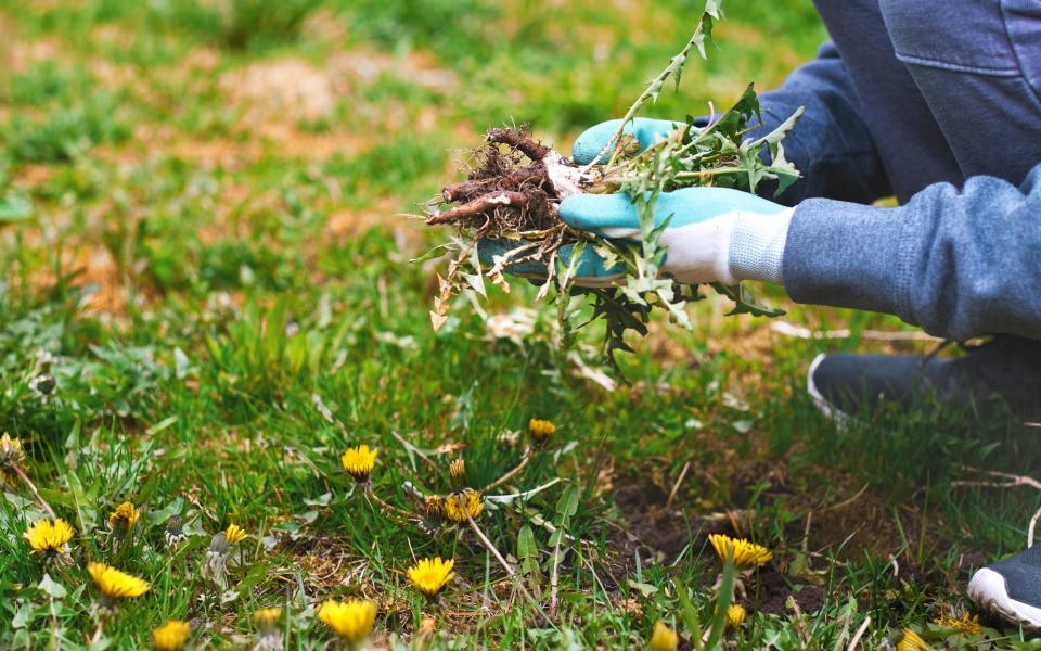 Removing and hand-pulling weeds permanently from lawn
