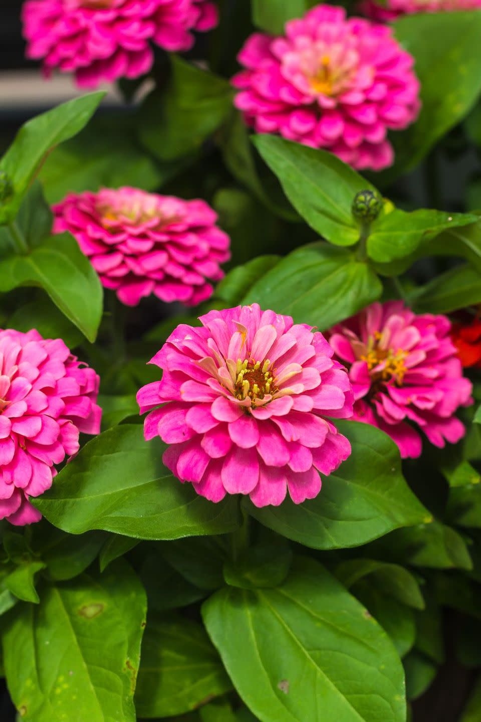 flower meanings, zinnia 