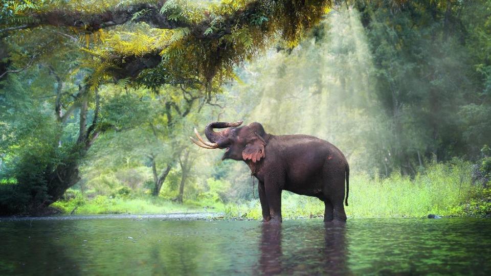 泰國估計有2千頭野生亞洲象。（示意圖／shutterstock 達志影像）