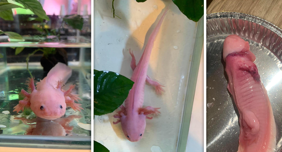 Three images of an axolotl. In a tank, from above and then dead.