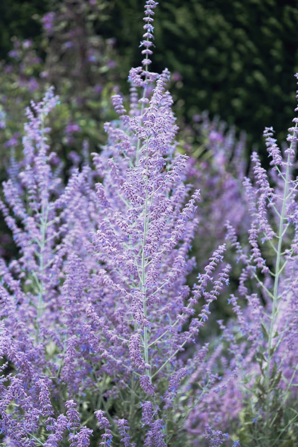 Russian Sage