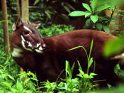 <p><strong>Le Saola</strong><br>Bovidé seulement découvert en 1992, le saola vit au Vietnam au coeur des forêts difficilement accessibles. Craintif, l’animal se montre peu. Les scientifiques du WWF l’ont repéré la dernière fois en septembre 2013 dans une réserve des montagnes Annamites à la frontière avec le Laos. Depuis 2012, il fait partie de la liste des 100 espèces les plus menacées au monde dressée par l’UICN. Crédit photo: WWF/David Hulse </p>