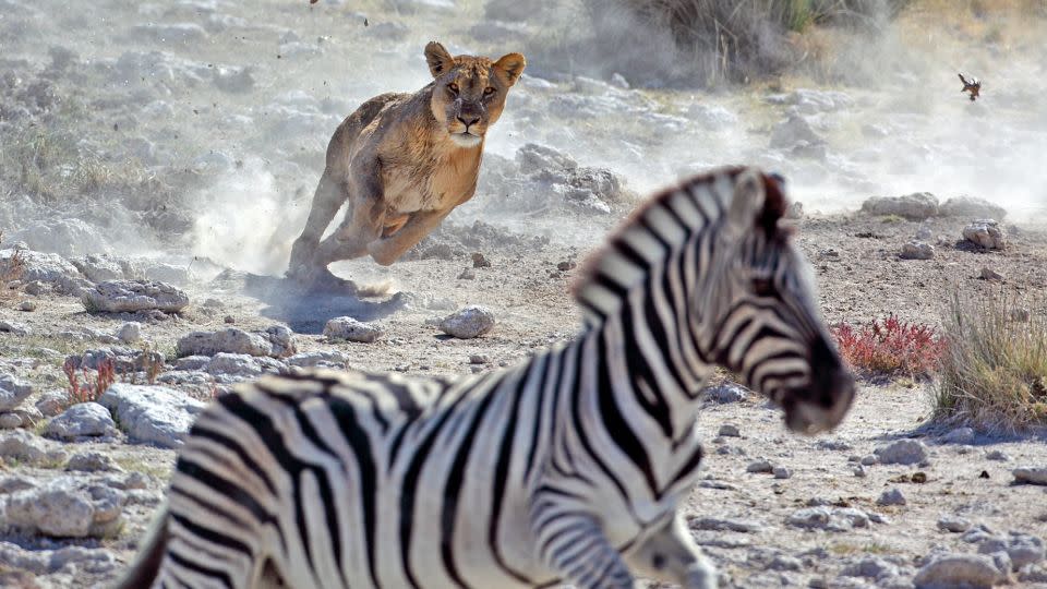 A lone female lion hunts zebras by a water hole in Etosha National Park in Namibia. While lions often hunt in groups, they will stalk prey alone, too. Females do much of the hunting while males typically focus on territory protection. - MogensTrolle/iStockphoto/Getty Images