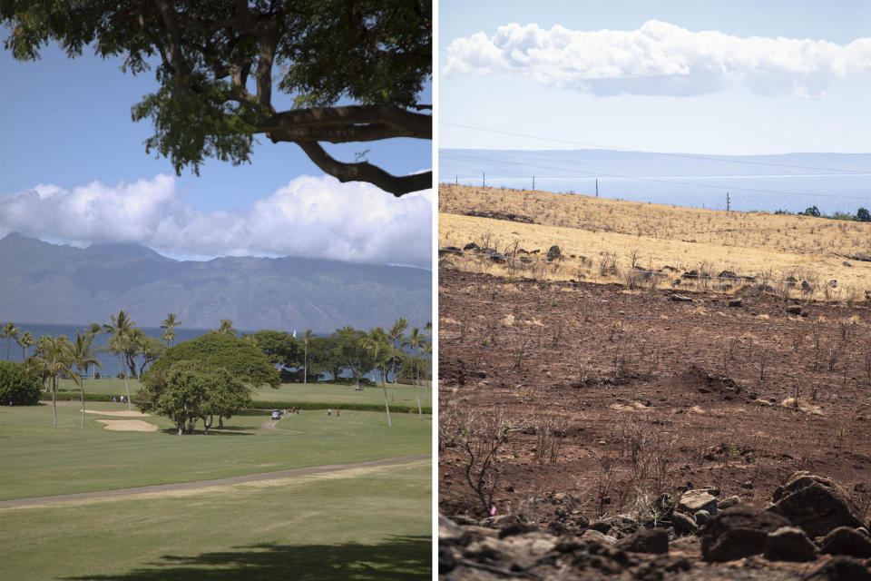 A golf course in Lahaina, Hawaii, was spared, while areas nearby were destroyed. Native Hawaiians are deeply connected to the land, making recovery that much more difficult, therapists said. (Marie Eriel Hobro for NBC News)
