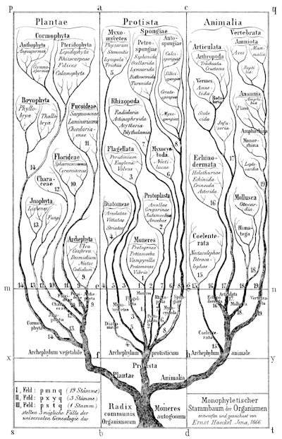 Árbol de la vida según Haeckel (1866). Ernst Haeckel
