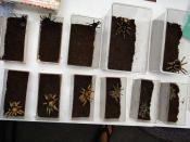 <p>Tarantula’s confiscated by the U.S. Fish and Wildlife Service are shown in this December 3, 2010 handout photo released to Reuters January 18, 2011. A German national who shipped the tarantulas into the United States through the mail pleaded guilty on Tuesday to a federal smuggling charge, prosecutors said. (Photo: U.S. Fish and Wildlife Service/Handout/Reuters) </p>