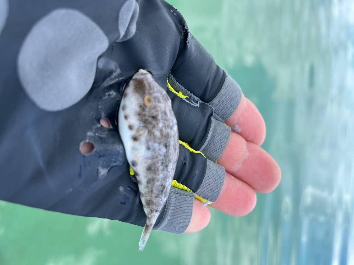 This small pufferfish collected by Capt. Will Benson was one of the first fish kill observations in the Florida Keys this summer. There have a string of others since.