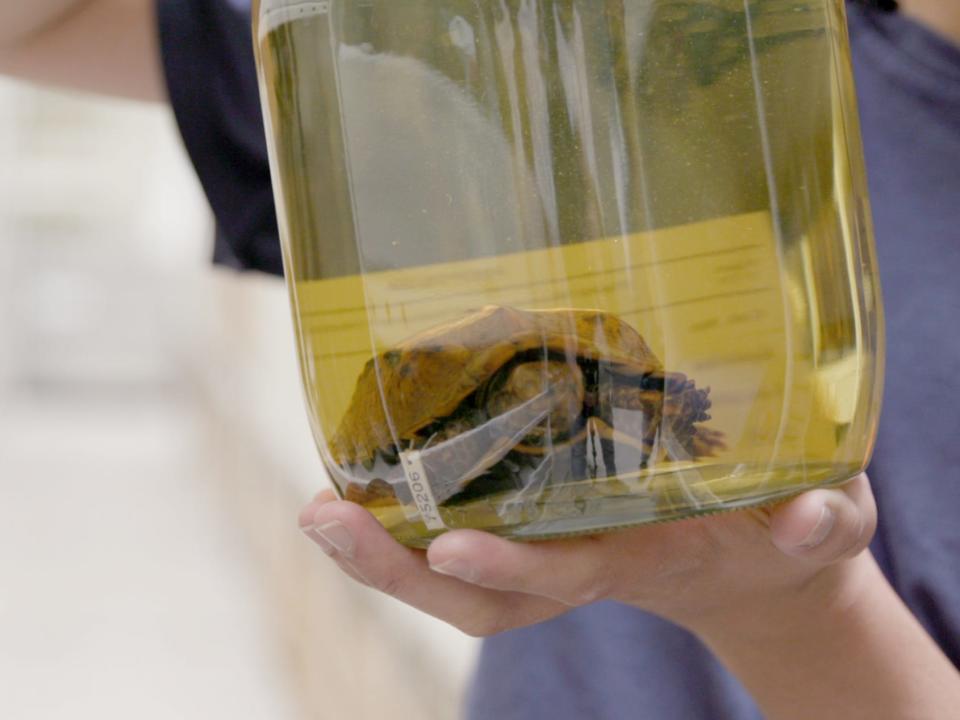 An embalmed endangered Ryukyu black-breasted leaf turtle at Chicago's Field Museum.