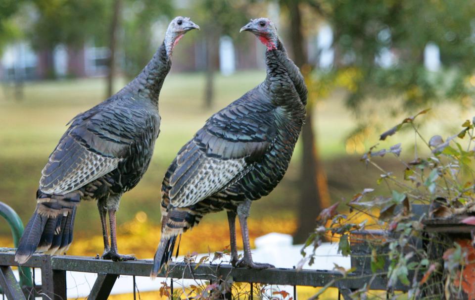Turkey hens stand on a fence in Logan County.