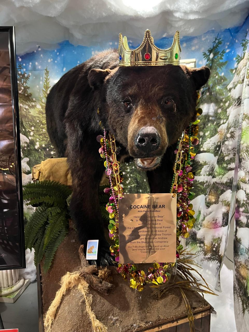A stuffed bear wearing a gold chain and sign as well as a crown stands in a display. it also has mardi gras beads on it. (Courtesy of Courtney Oldendorf)