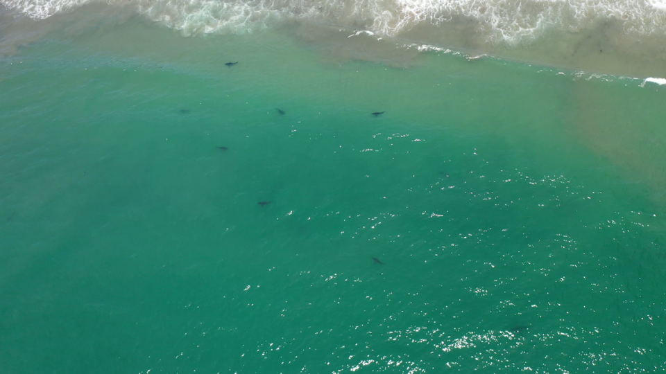 Juvenile white sharks gather in an aggregation site along the California coastline.